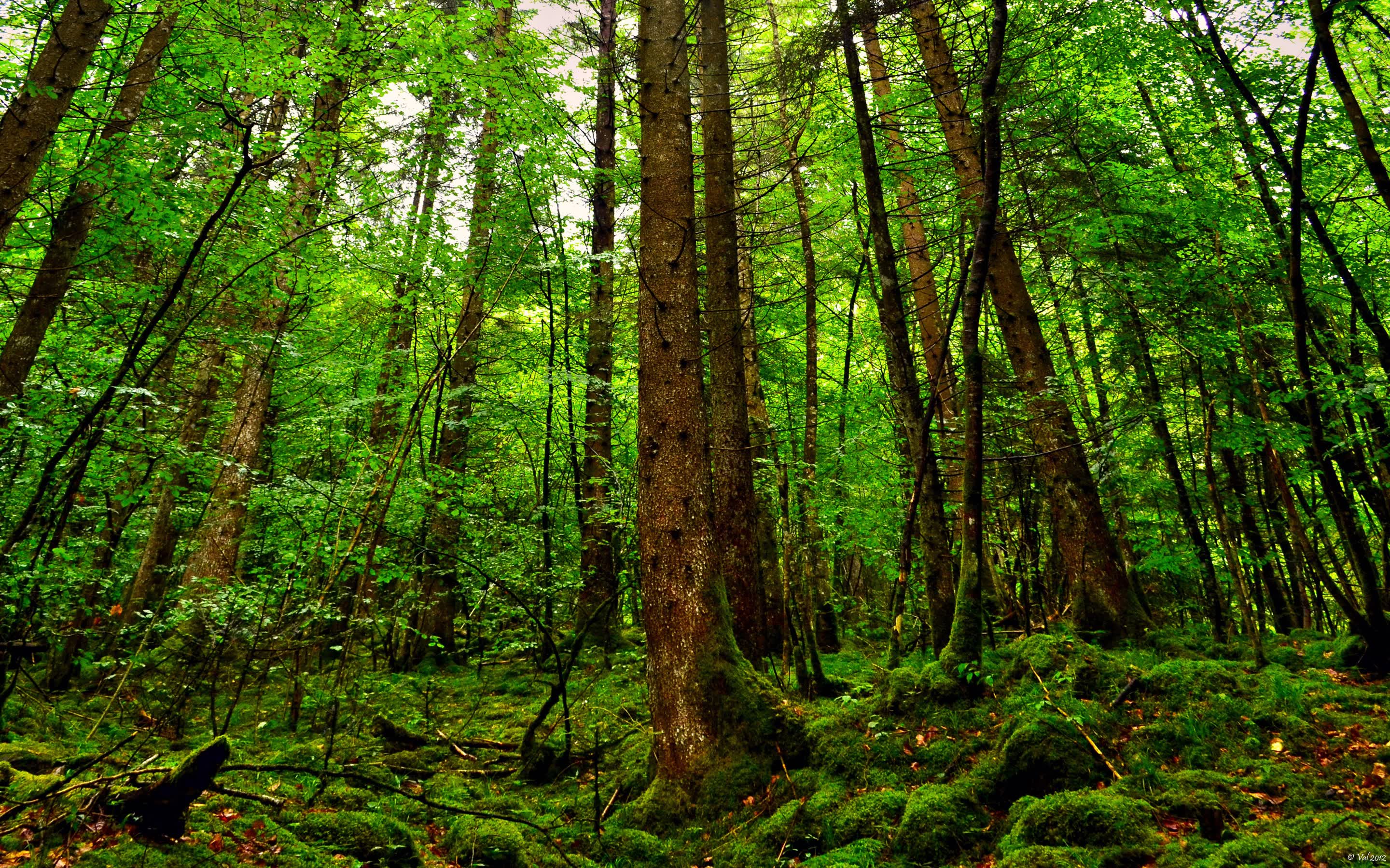 世界自行车山地锦标赛：下坡赛段险象环生，世界山地自行车越野及障碍锦标赛